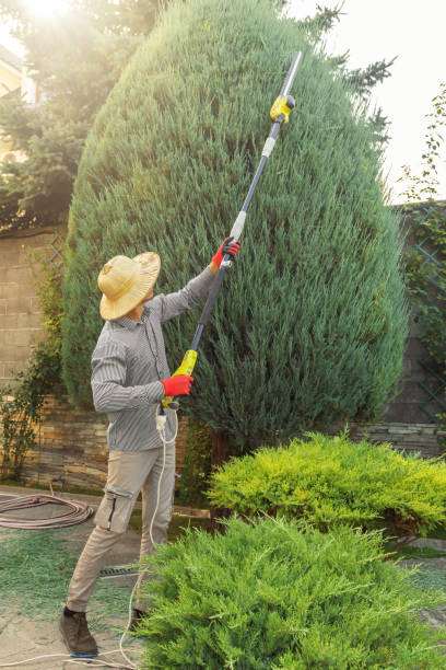 Best Leaf Removal  in Crete, NE